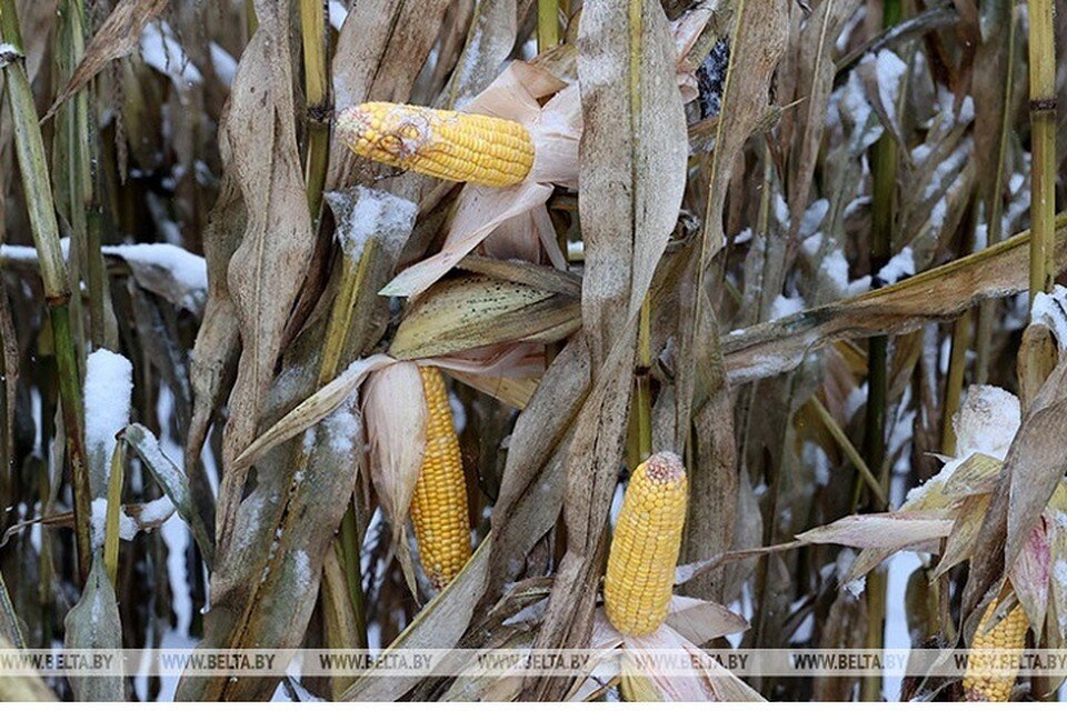     Стало известно, почему в Березинском районе кукуруза простояла в поле до снега. Фото: БелТА