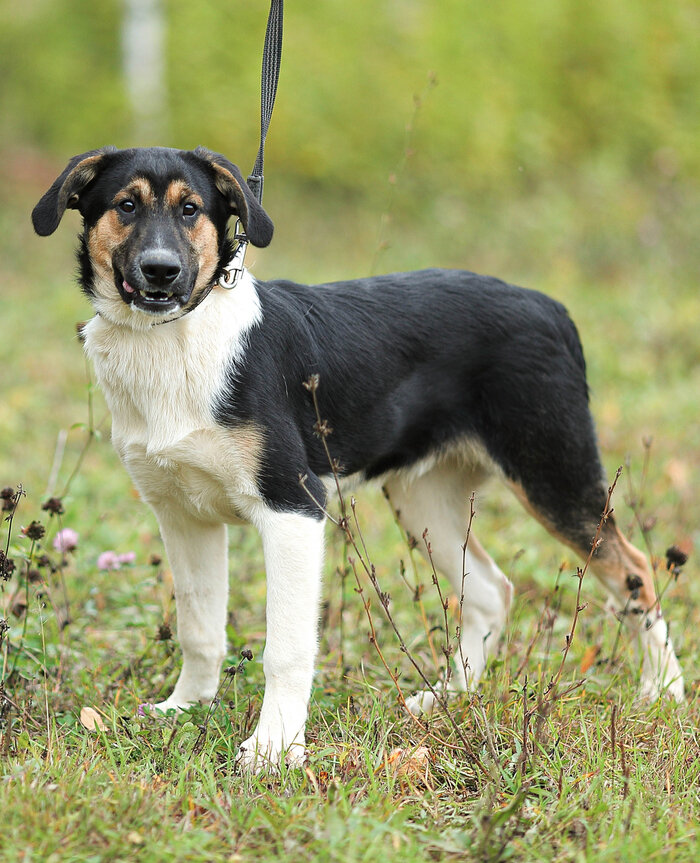 Собака 7 кг. Ласковая собака. Серьезные собаки ласковые. Puppy Hummer. Невидимая собака.