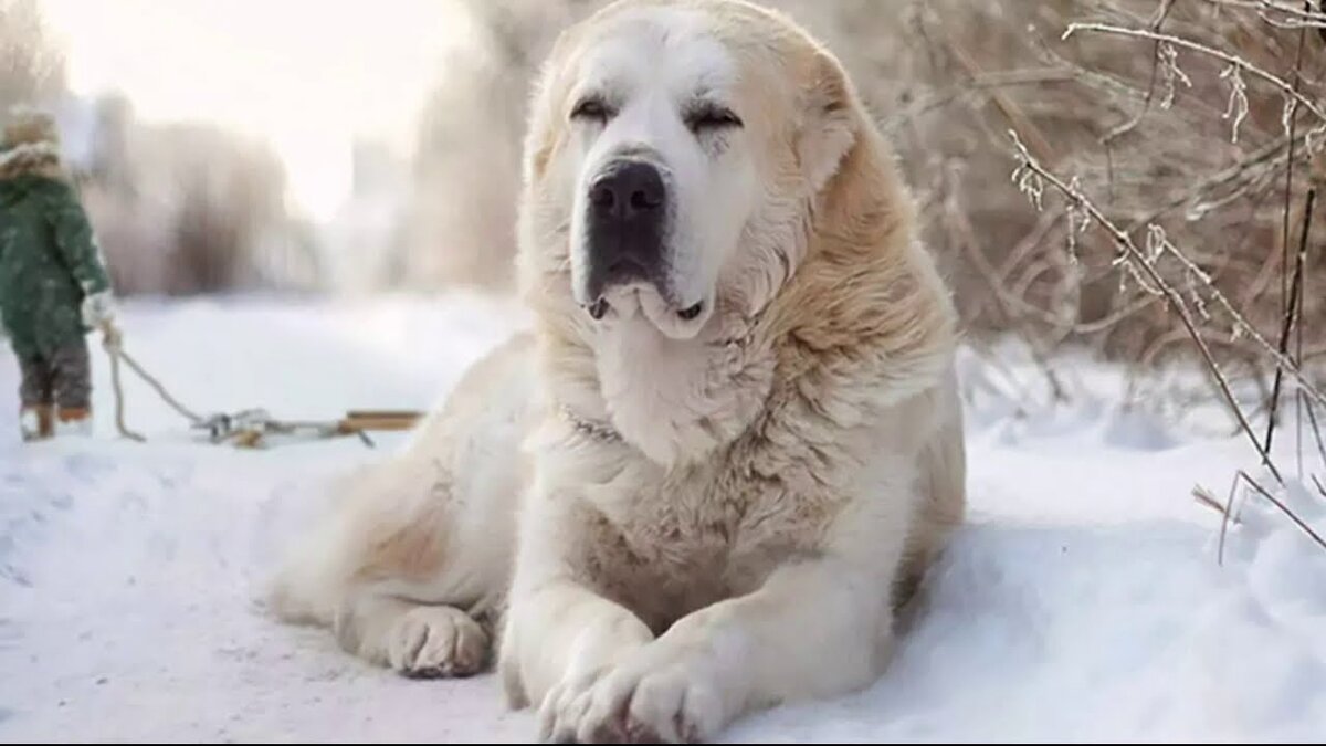 Майл. Картинки