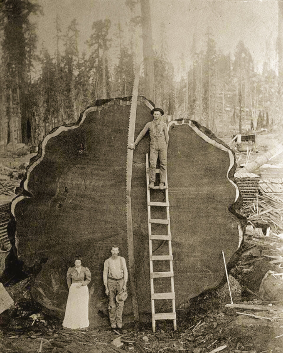 Самое древнее дерево на нашей планете