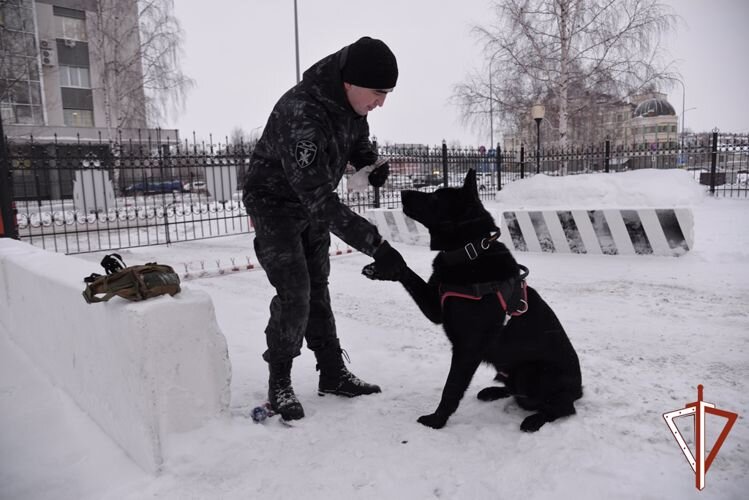    Служебная собака нашла гранату времен ВОВ в одной из квартир Сургута
