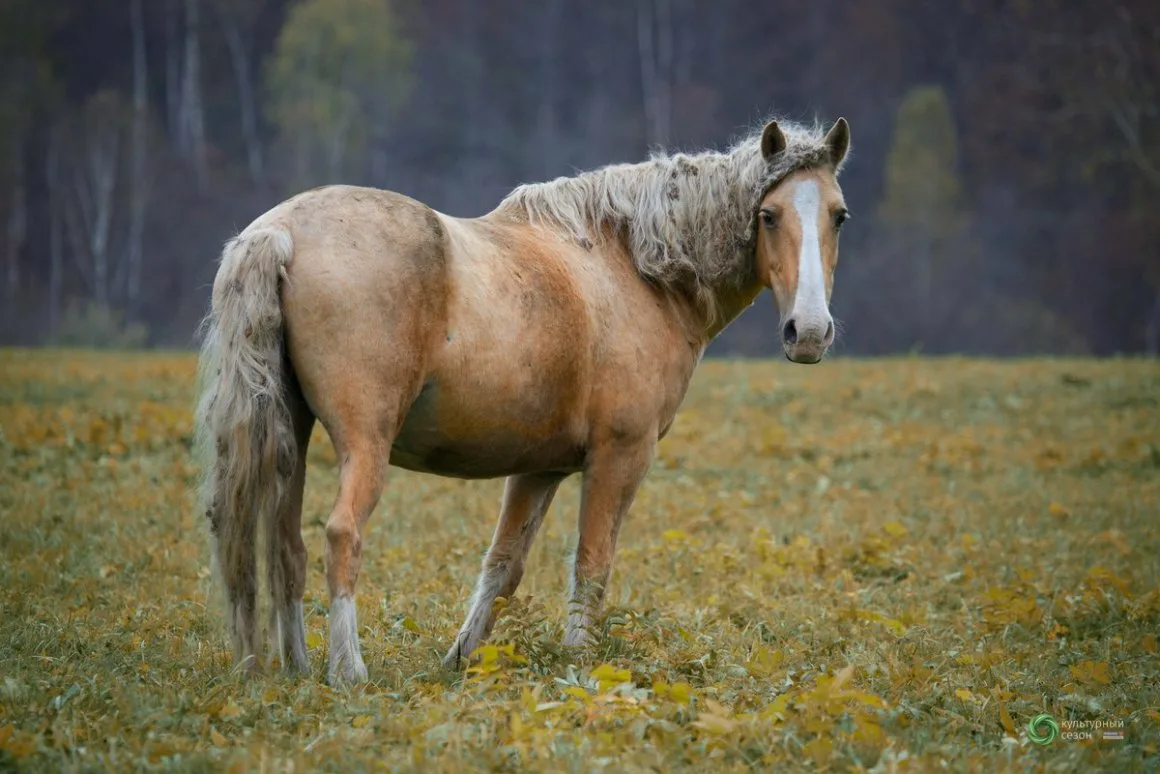 Башкирская лошадь фото