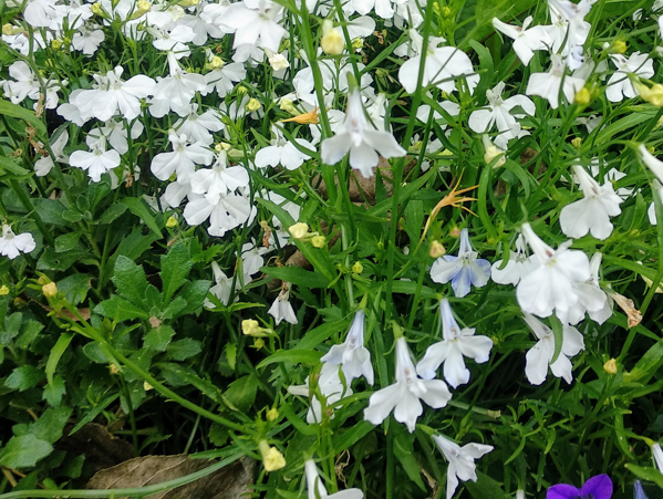 Лобелия с белыми цветками. Фото автора