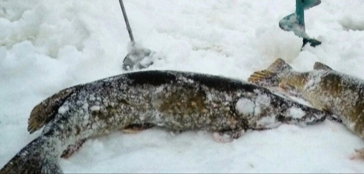 Фото тех далёких лет.