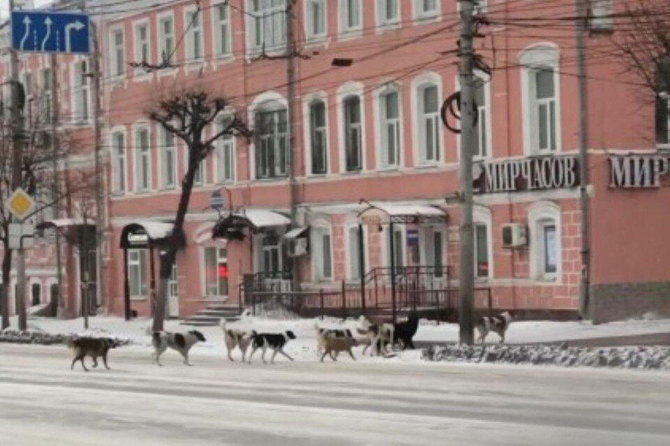     В самом центре Рязани засняли стаю бродячих собак.