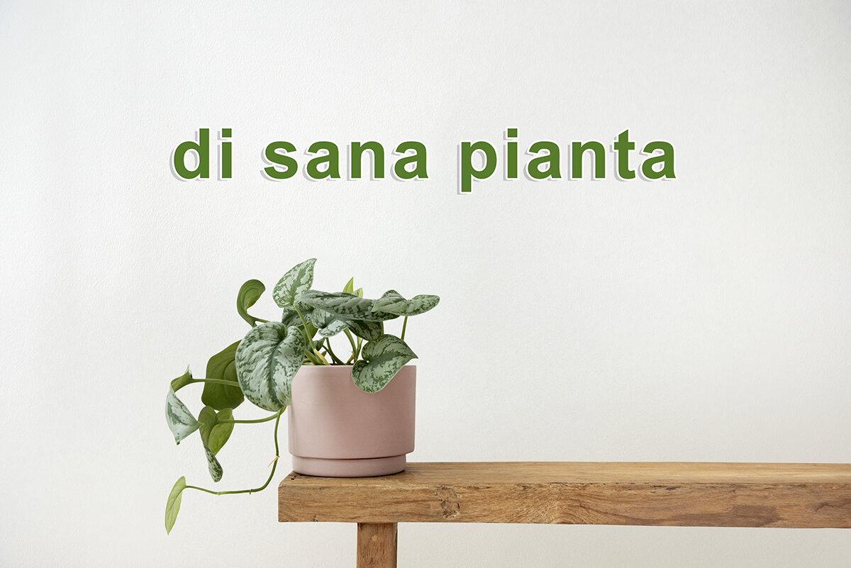 Di sana pianta - что это значит на итальянском | Итальянский в деталях |  Дзен