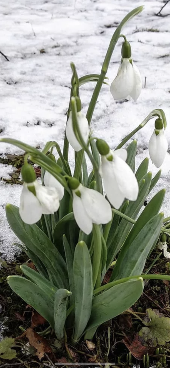 И Весна обязательно с Вами случится ... 