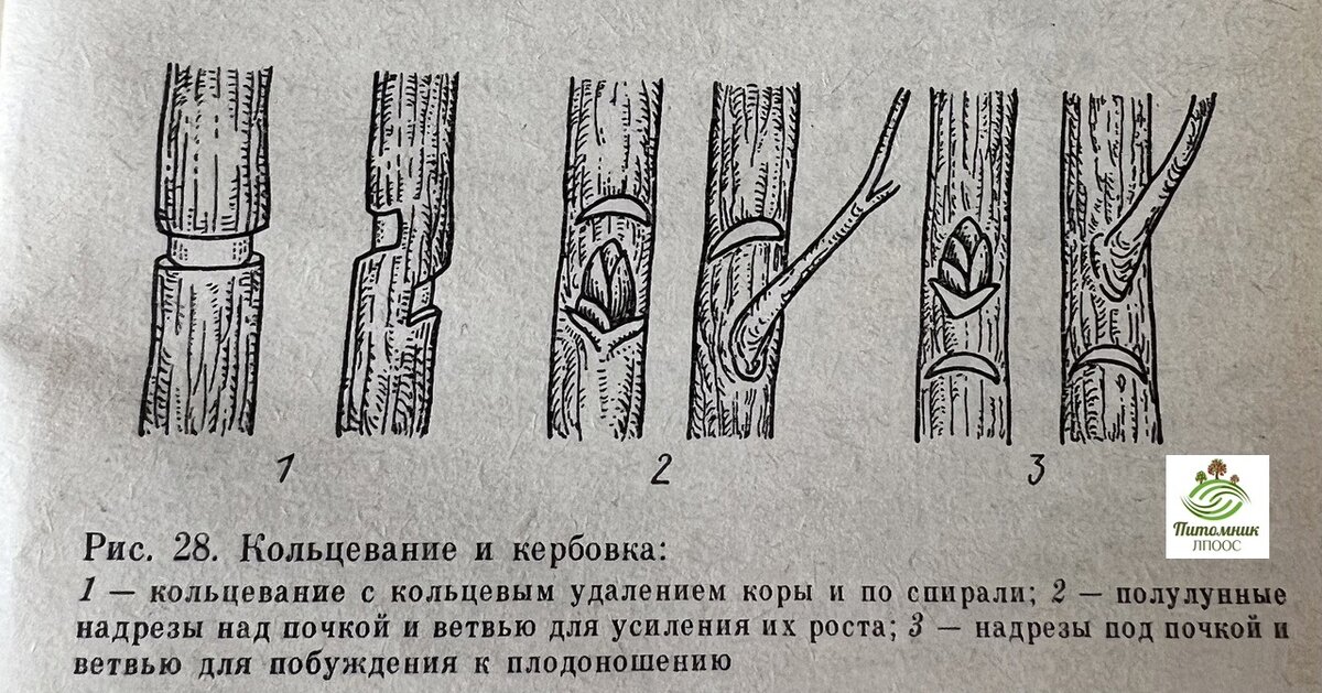 КОЛЬЦЕВАНИЕ С целью перевода ветви на плодоношение у ее основания снимают кору в виде кольца шириной 4-8 мм или накладывают проволочный пояс.-2