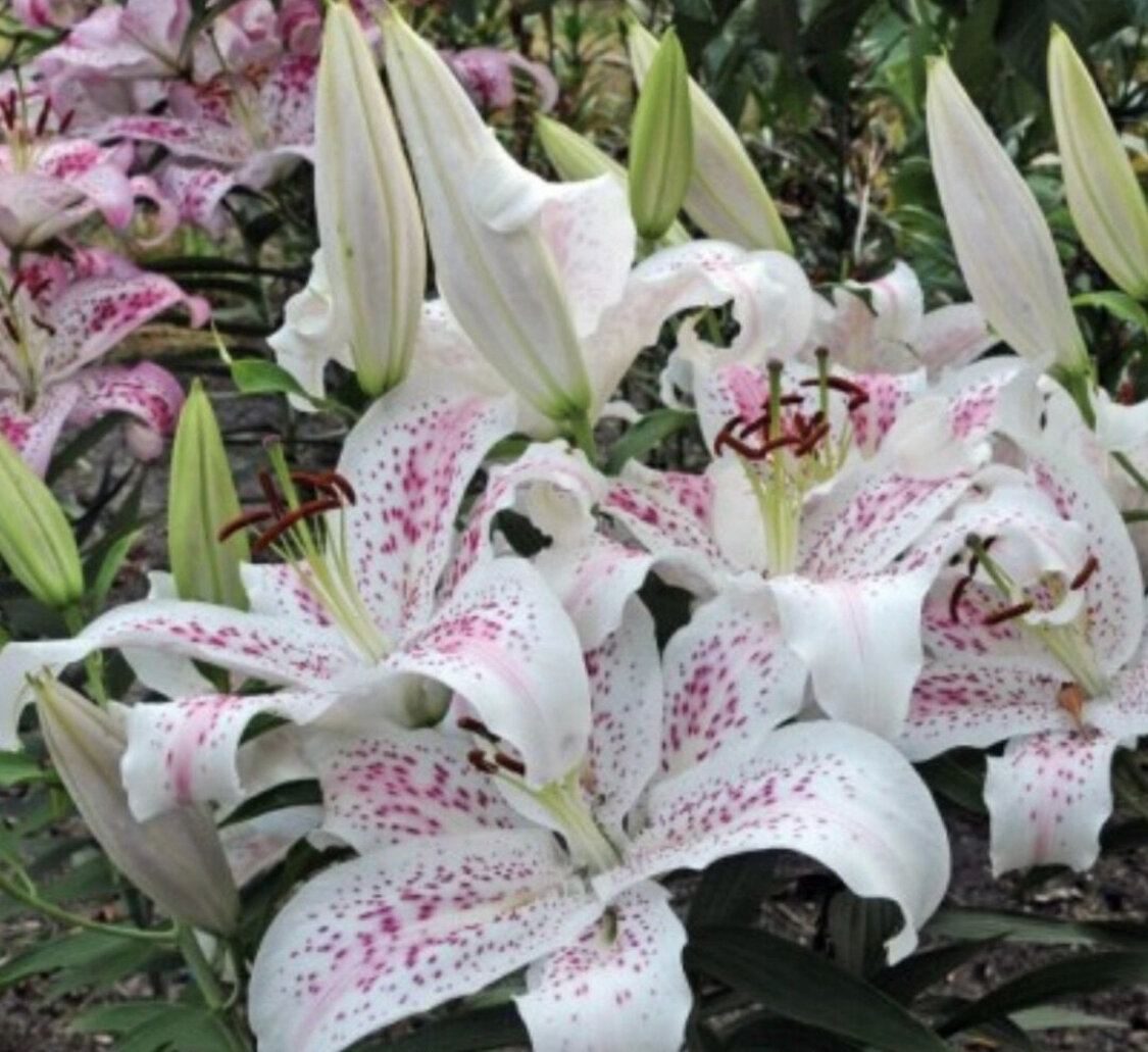 Лилия Экстраваганца .Зимостойкость -29с