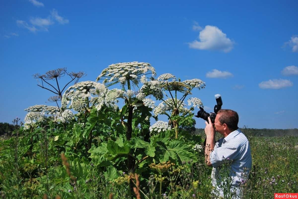 Похожий на борщевик фото. Борщевик Сосновского. Борщевик Сосновского ядовитое растение. Ядовитый борщевик Сосновского. Сорняк борщевик Сосновского.