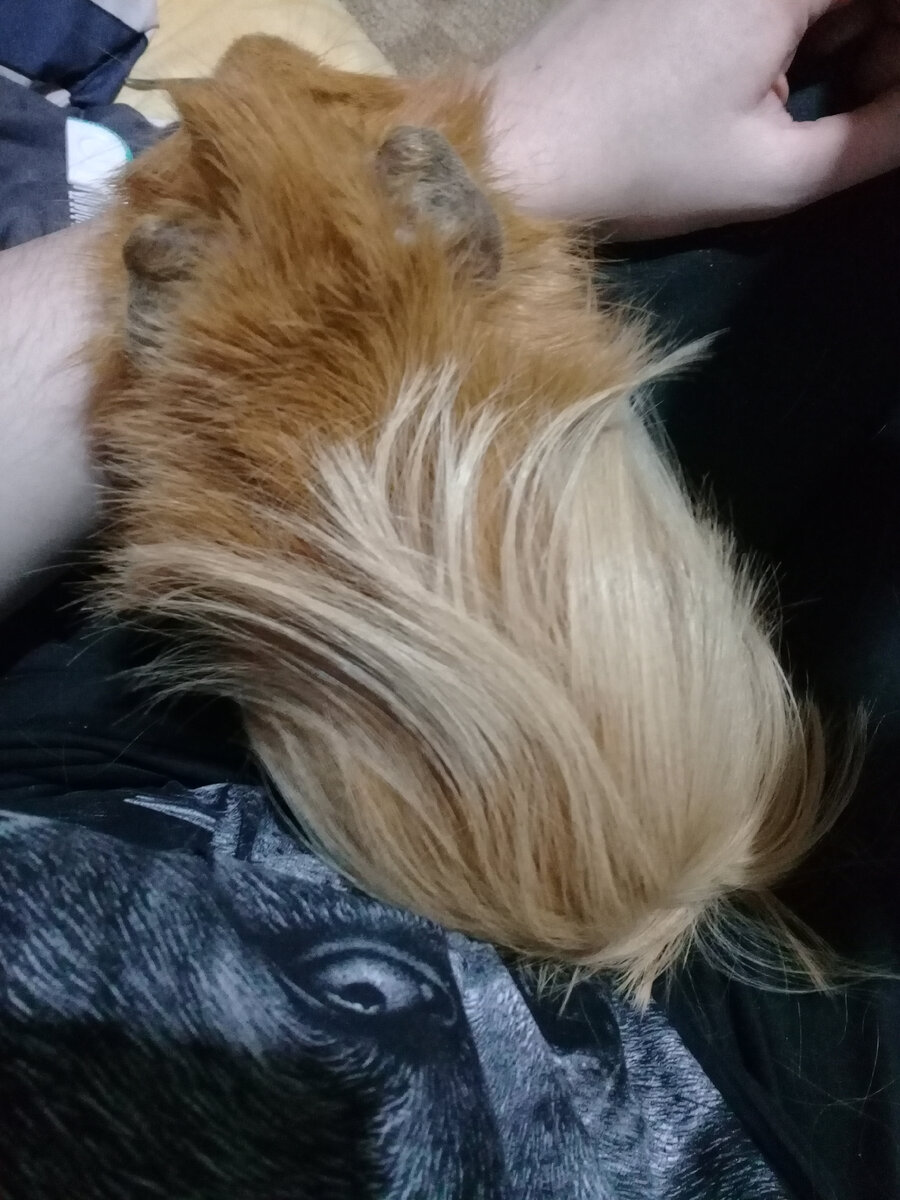 А коржику не нужно ничего растить. Он сам цветет как тюльпанчик)🥰