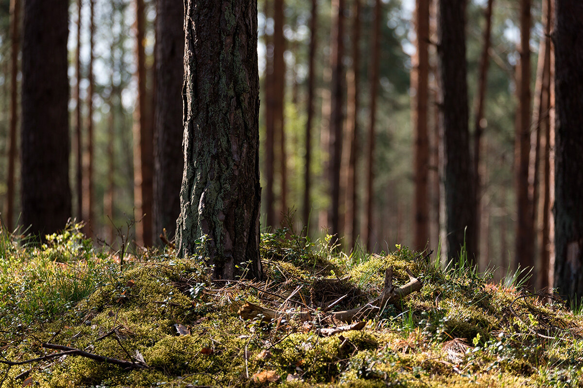    Фото: Wojciech Wrzesien / Shutterstock.com