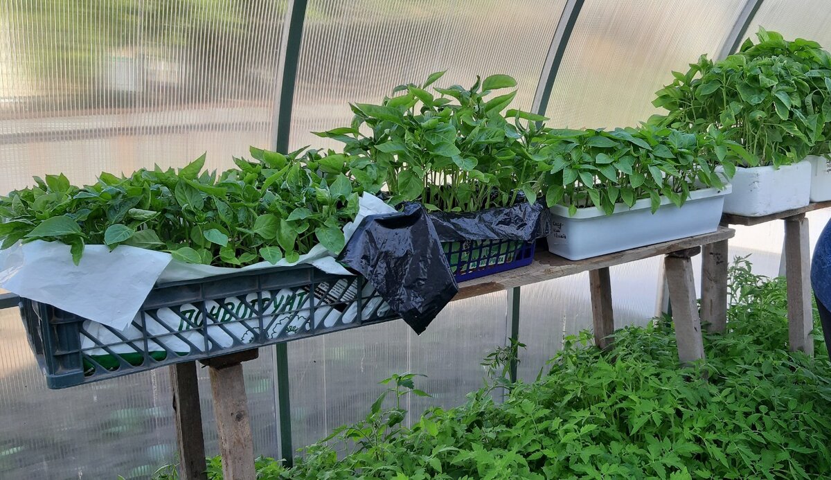 Это рассада перцев