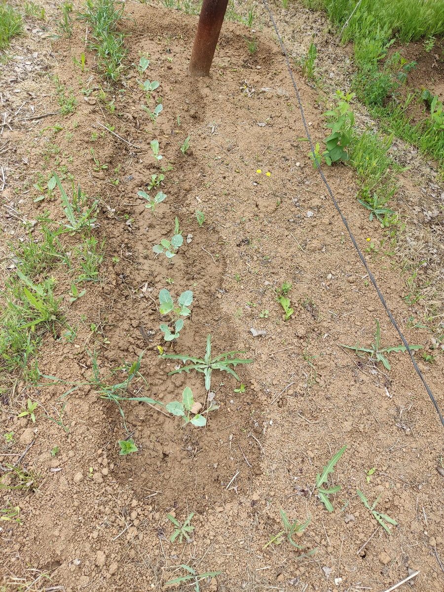 То ли цветная, то ли брокколи. 