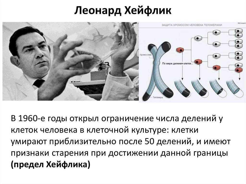 Почему ученые считают