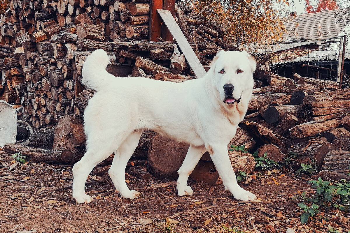 Неподкупность подкупает.