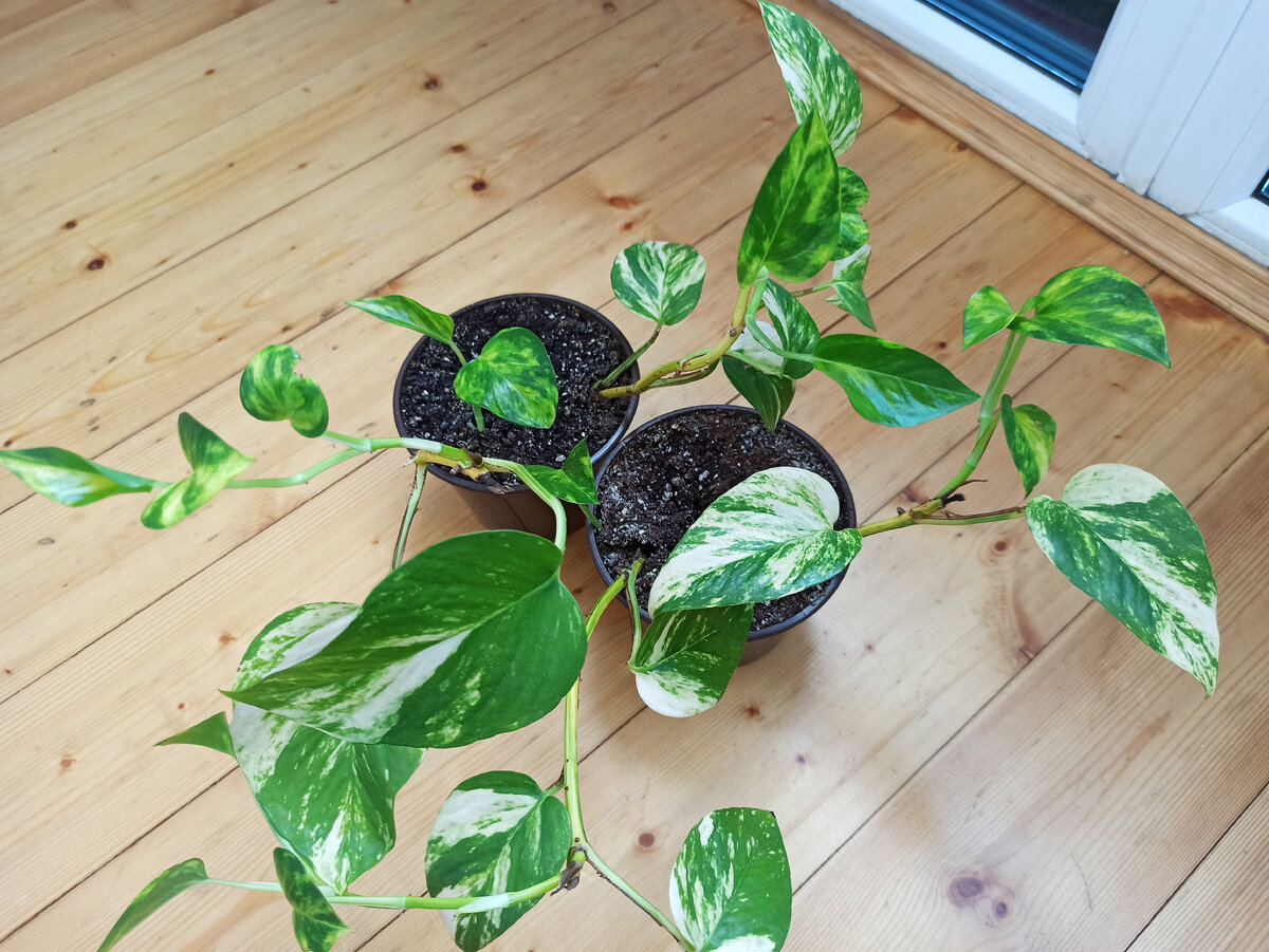 Беспородный, но тоже ничего так