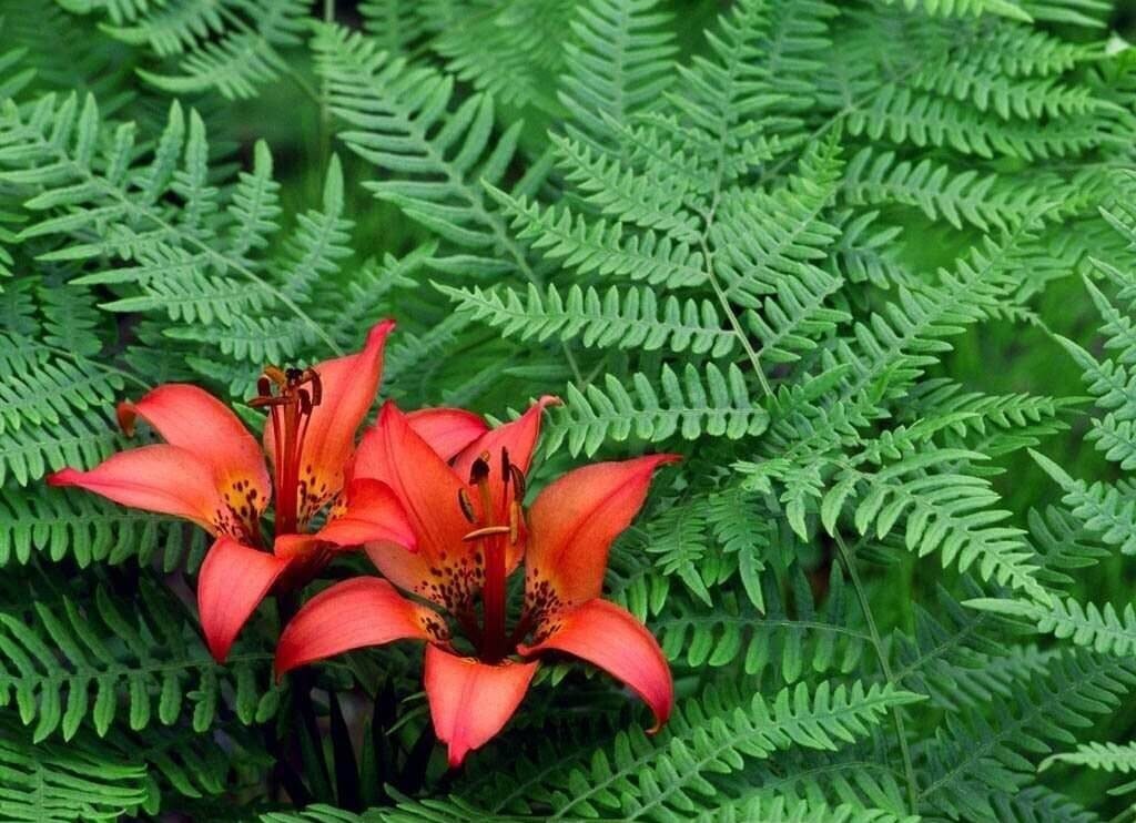 Это не фотошоп, я видел такое в горах Краснодарского края... 