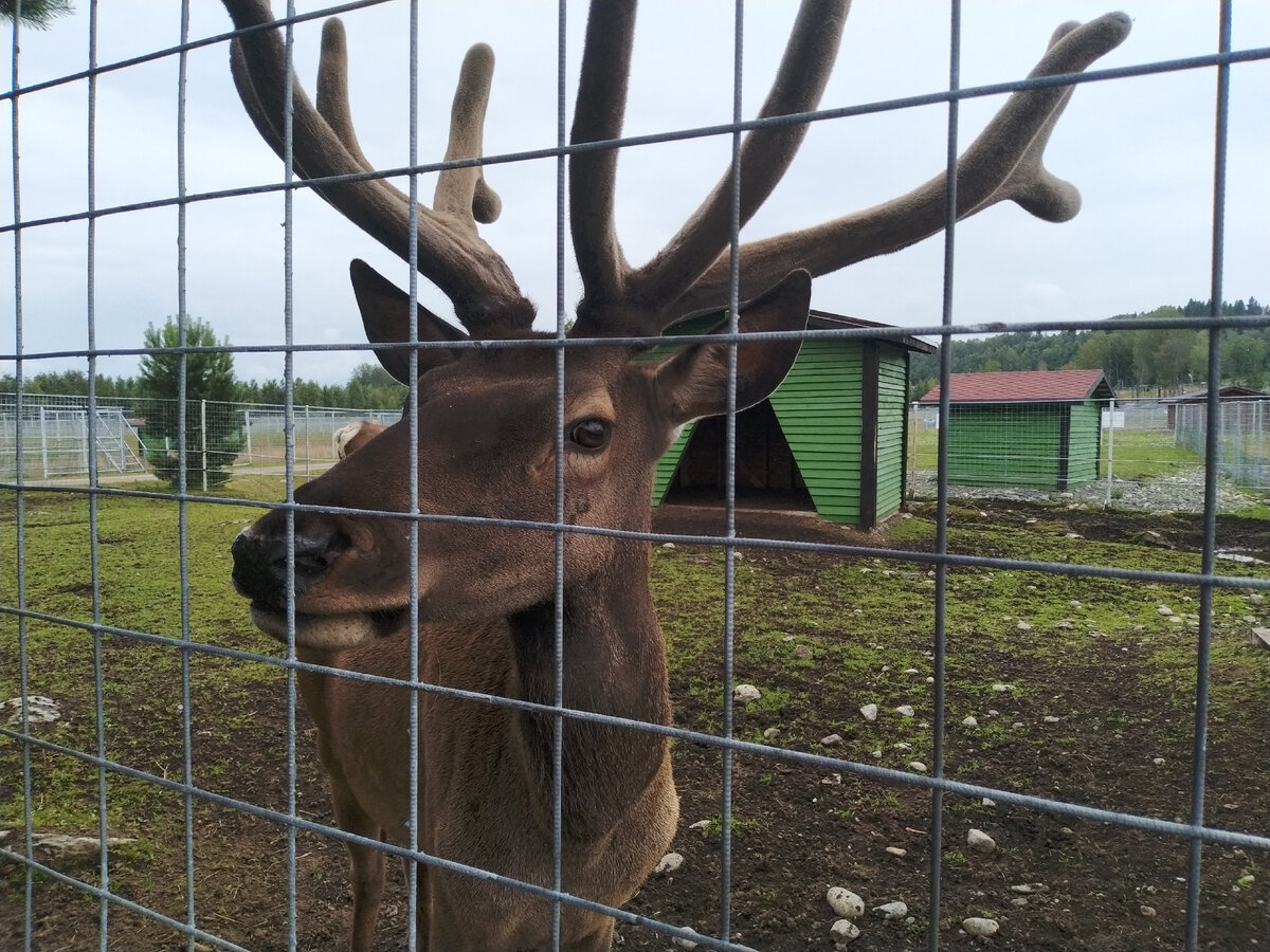 Марал. Здесь и далее фото автора