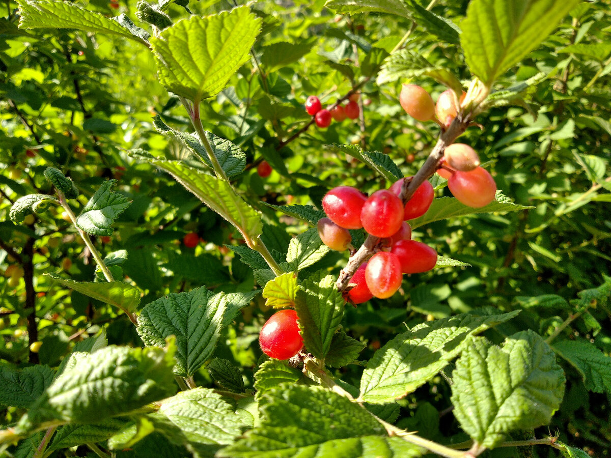 Еще тут есть войлочная вишня... Листайте дальше. 