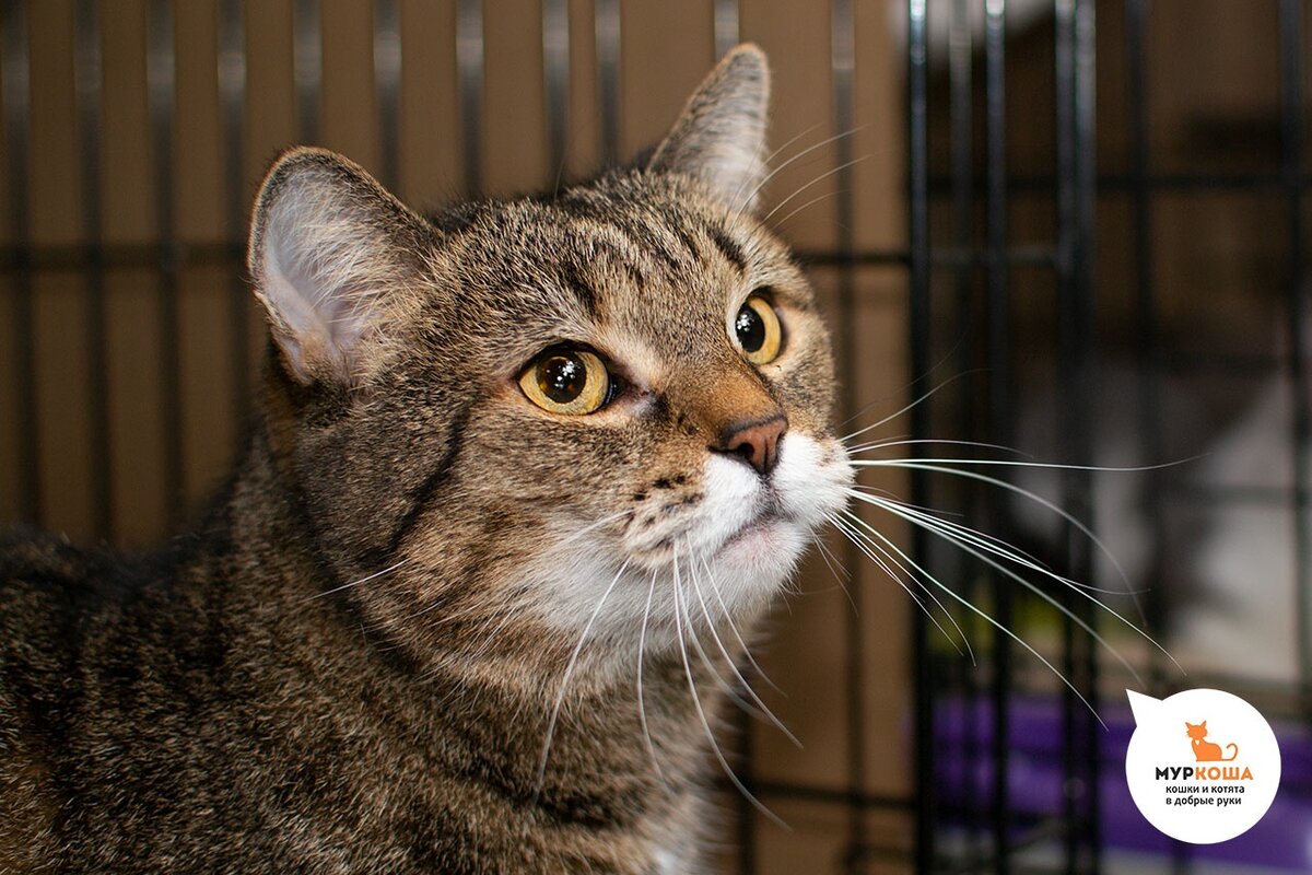 благородные кошки фото. благородная черная кошка. меконгский бобтейл табби пойнт. благородные кошки. благородные кошки.