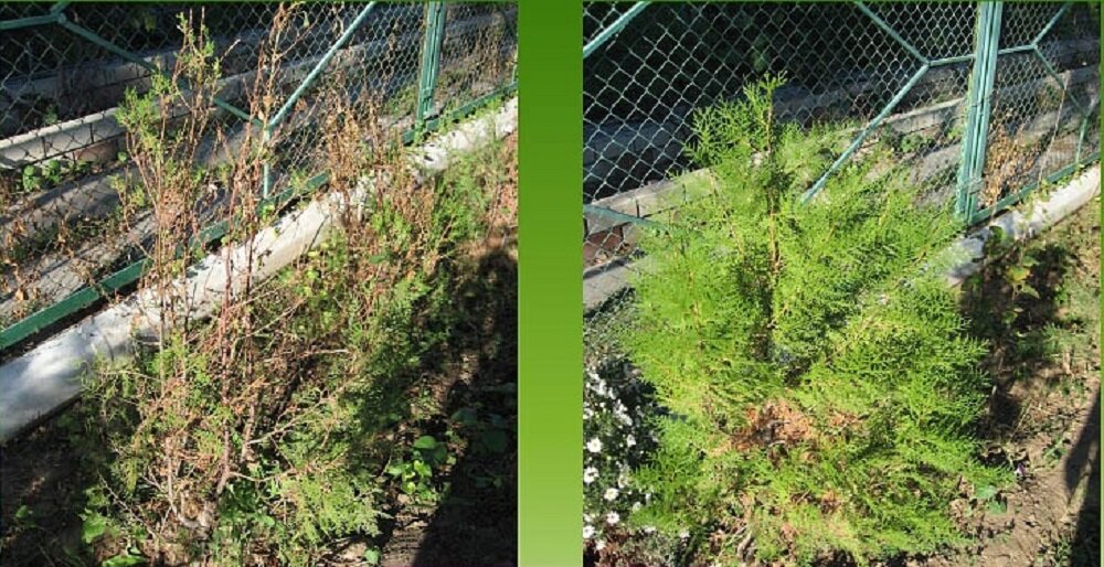 Можжевельник справа опрыскивала удобрениями