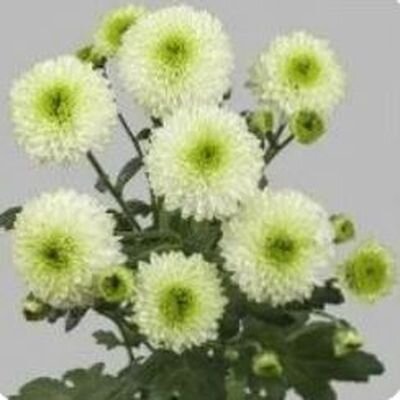 Хризантема садовая многолетняя кустовая (Chrysanthemum) цветок.Уход,фото