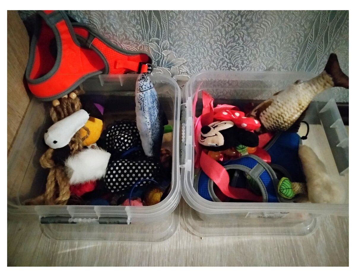 У каждого кота свой "сундучок с сокровищами".