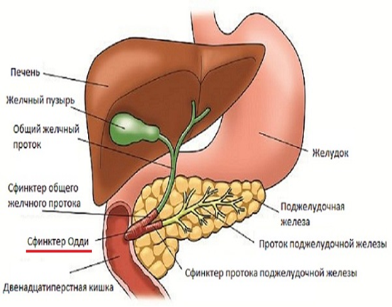 Ноет желчный пузырь. Болит живот желчный пузырь. Желчный пузырь дискомфорт. Жёлчный пузырь болит правый бок. Жить без желчного пузыря.