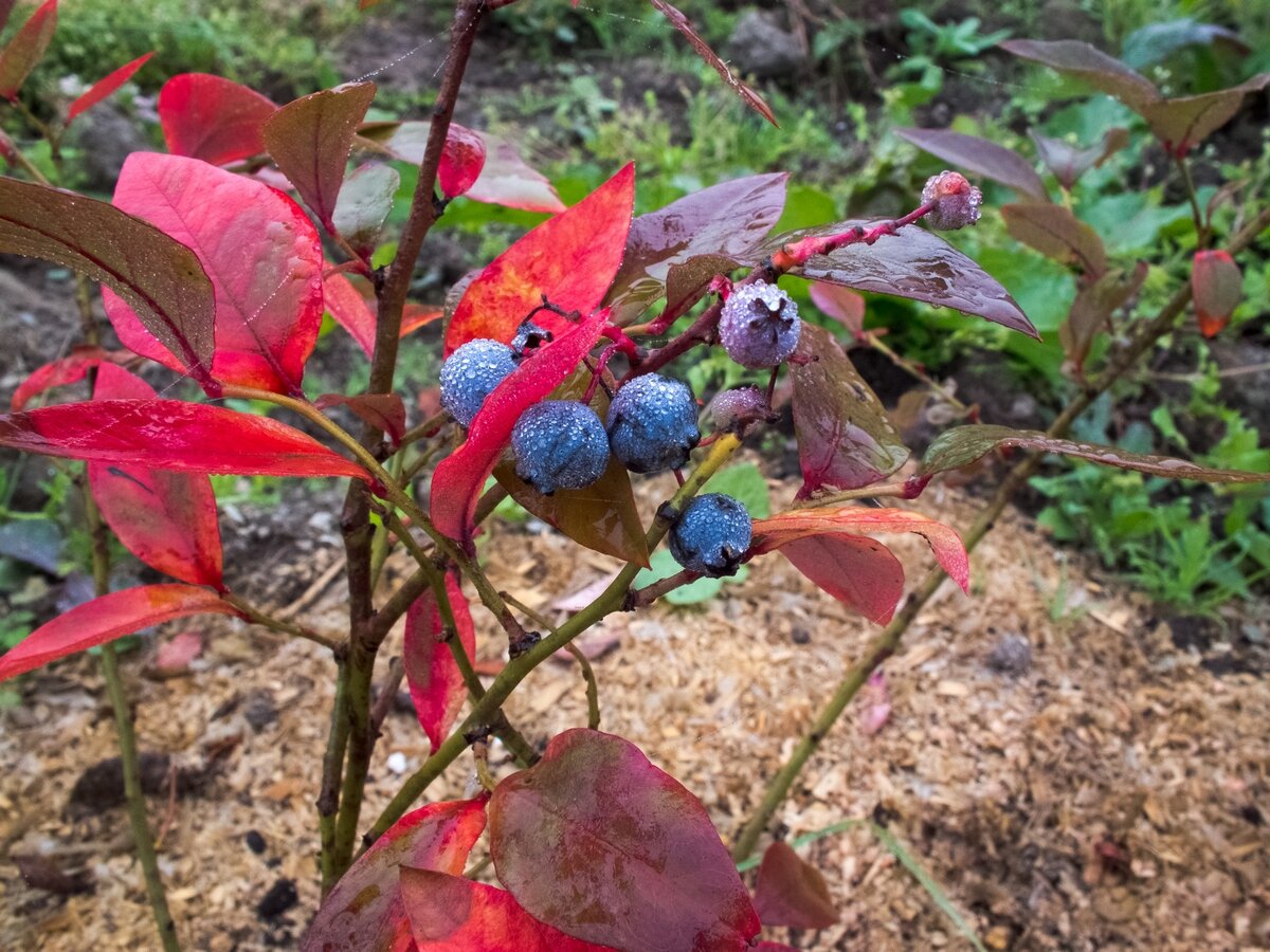 Почему краснеют листья у голубики садовой: причины и способы устранения проблемы