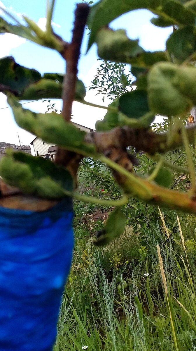 Место прививки