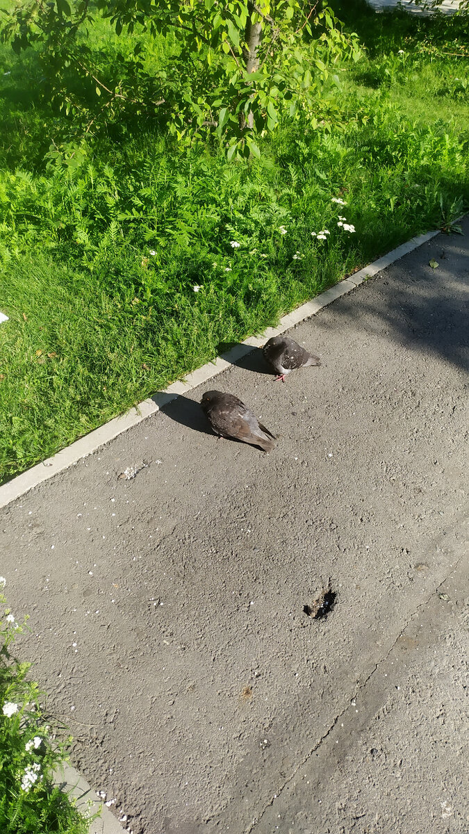 Хочу летать как птицы свободно)