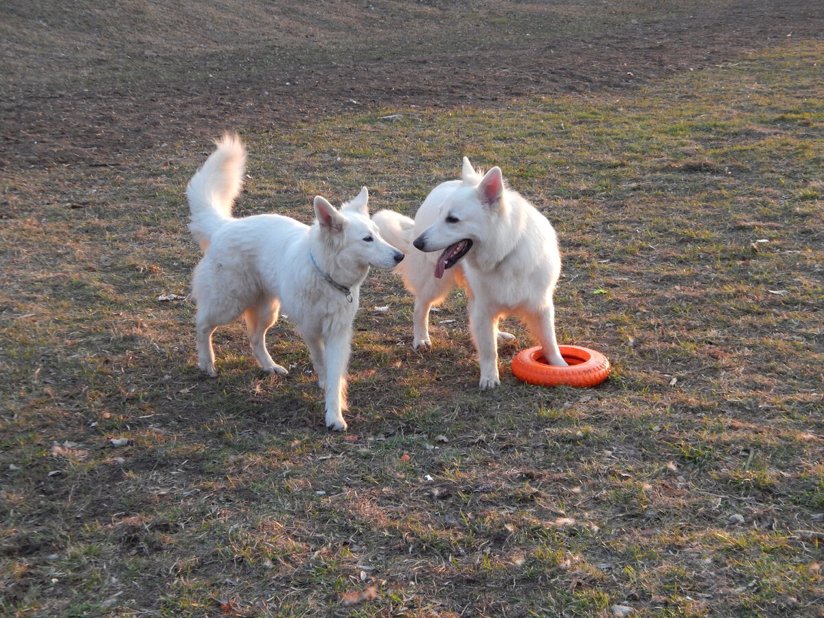 Лина и Близард. 2019 год.