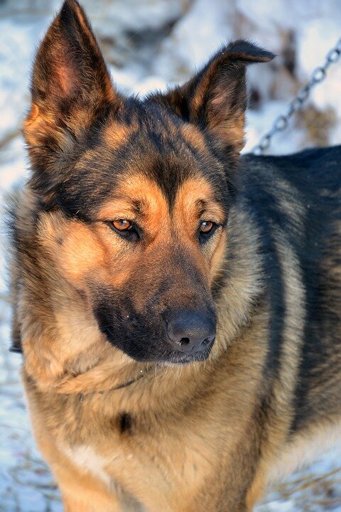 фото со стока Пиксабай