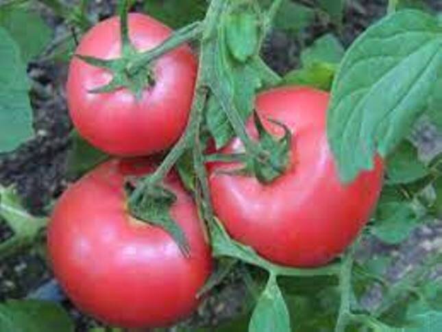 Розалба F1 в теплице