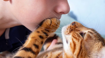 Сделай сам кошачий насест на окне: 10 самых крутых идей