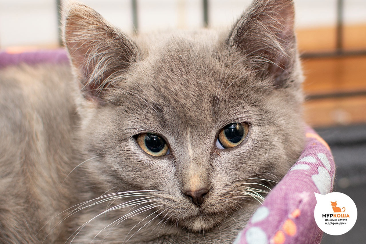 Малютка Кукуся уже успела приобщиться к конному спорту