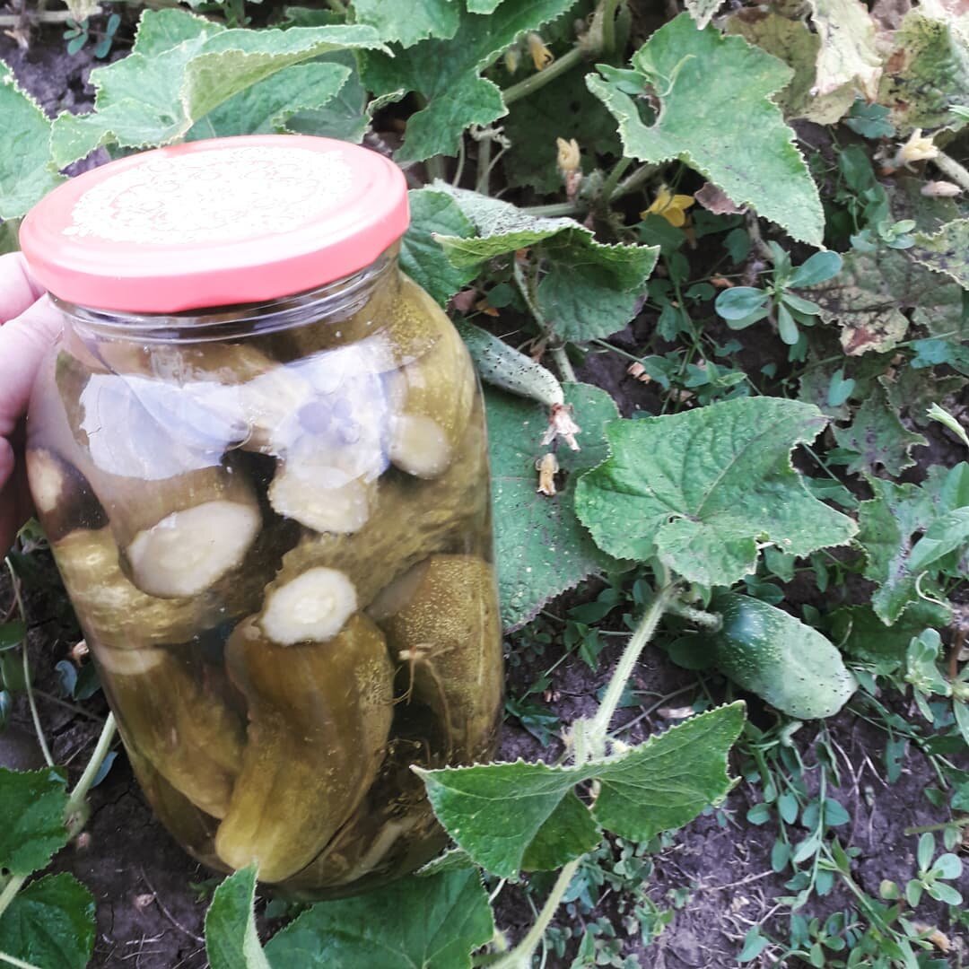 Маринованные огурцы