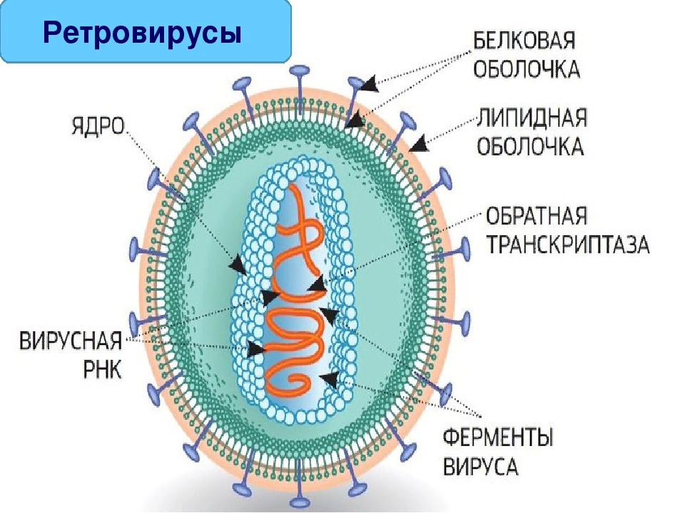 Ретровирус строение вируса. Вирусы семейства Retroviridae. РНК вирусы ретровирусы. Семейство ретровирусов микробиология.
