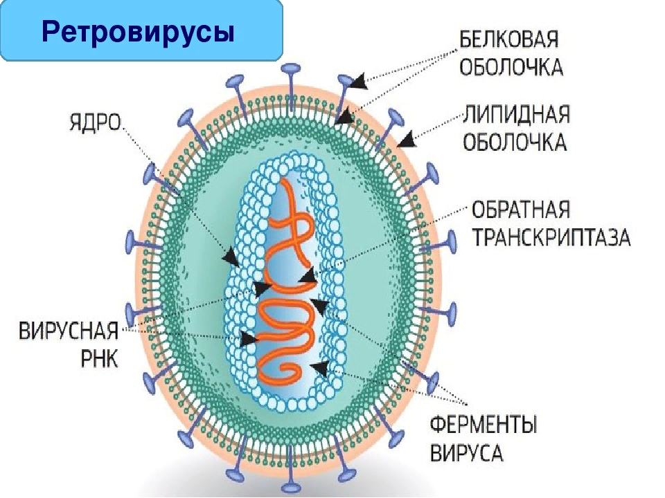 Вирус иммунодефицита семейство. Ретровирус строение вируса. Ретровирус микробиология строение. Ретровирус ВИЧ строение. Семейство Retroviridae.