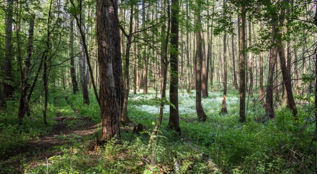 Баулинский лес