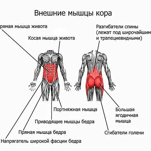 Как накачать пресс девушкам: 30 упражнений для живота (3 уровня сложности)