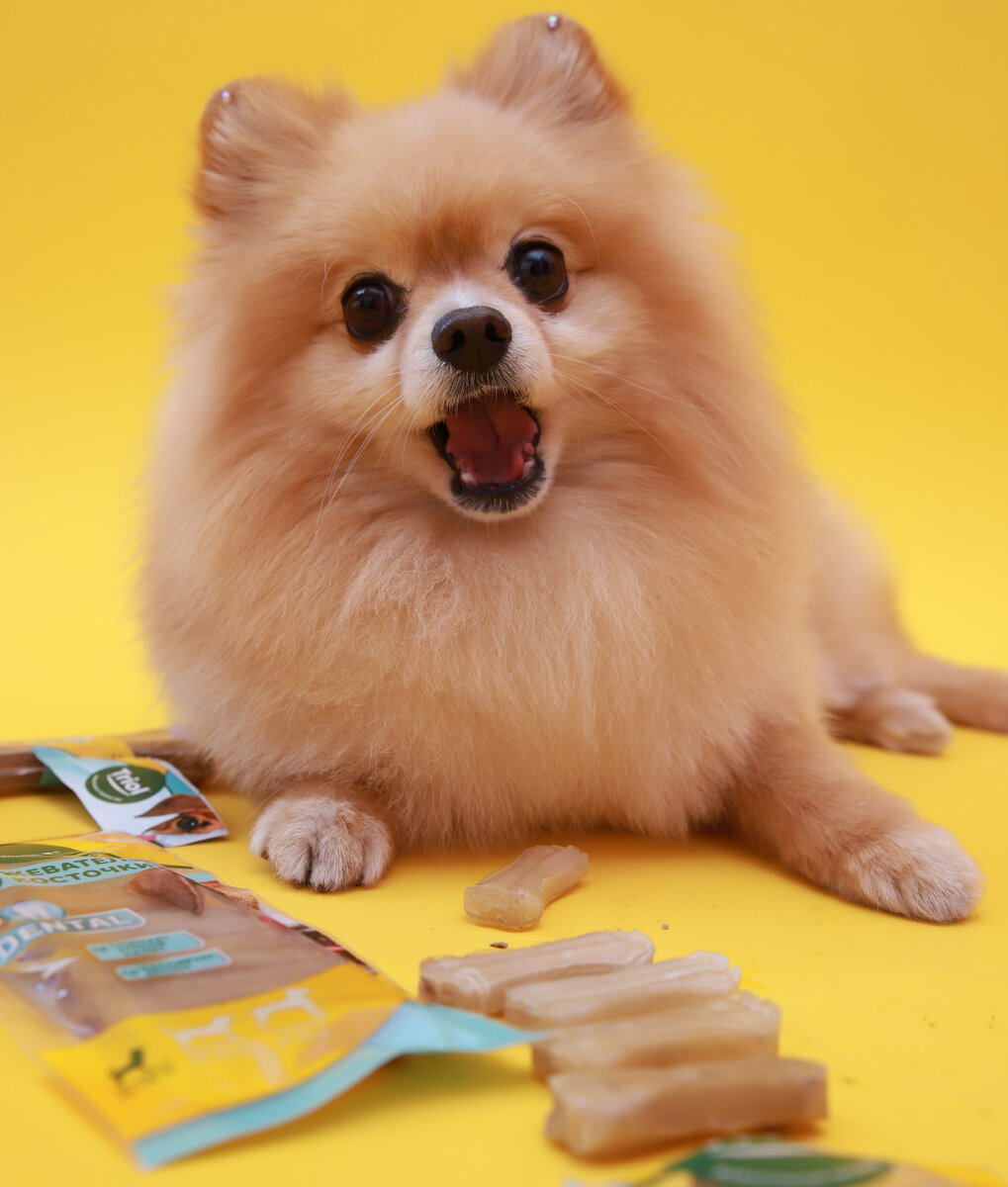 Тщательный уход за зубами – залог общего здоровья питомца. 