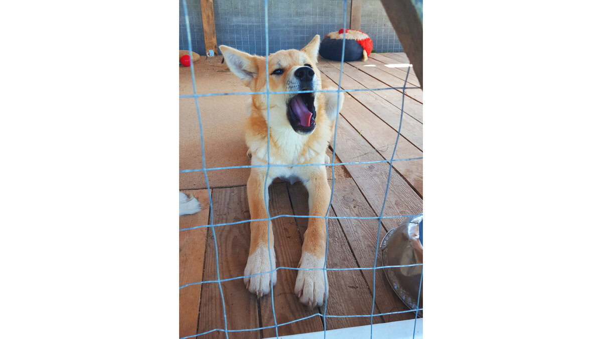 Юми в вольере 5 мес.