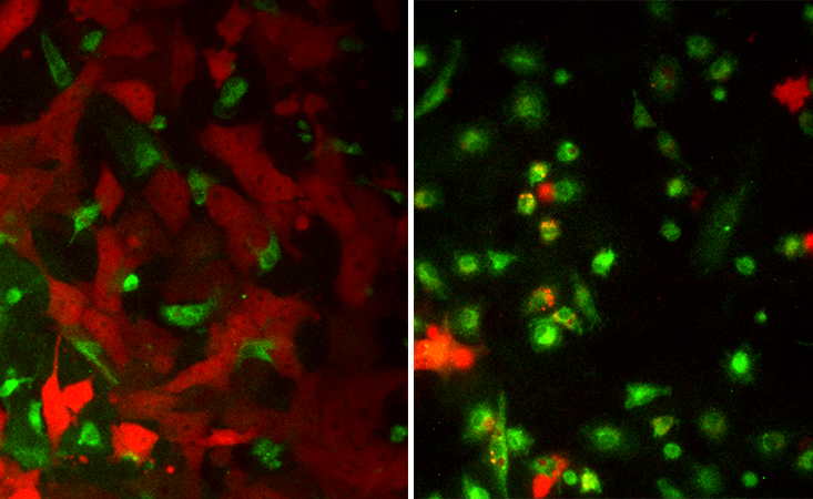 СПАСАТЕЛЬНОЕ ПЕРЕПРОГРАММИРОВАНИЕ: Макрофаги, связанные с опухолью (зеленые), могут помочь раковым клеткам (красным) расти, но их также можно перепрограммировать, чтобы убить их. Изображение слева представляет собой чашку Петри с макрофагами, ассоциированными с опухолью мыши, и клетками опухоли молочной железы через 48 часов после смешивания клеток; в этом случае макрофаги не убивают раковые клетки. Но когда постдок CSHL Лицзюань Сан добавил интерферон-гамма и MPLA (усилитель иммунитета) в чашку Петри, макрофаги были перепрограммированы и начали поглощать опухолевые клетки. На изображении справа показаны результаты 48 часов спустя. Лаборатория Колд-Спринг-Харбор