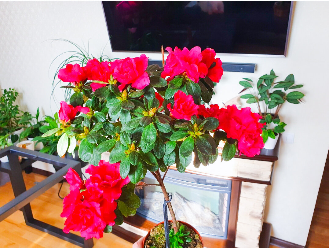 Вот такая азалия будет цвести у Вас, если соблюдать 5 простых правил по уходу