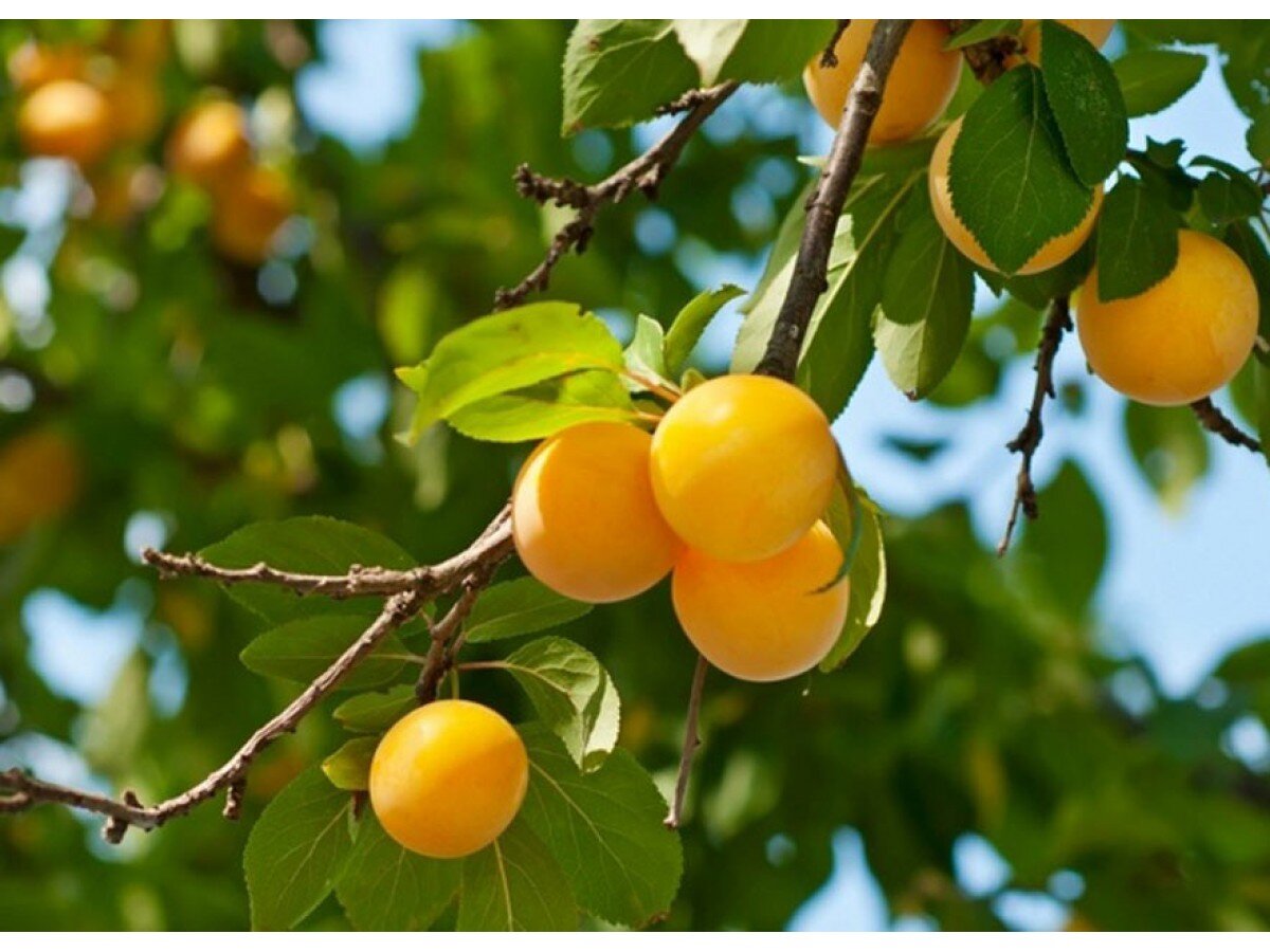 Фото: floralife.com.ua
