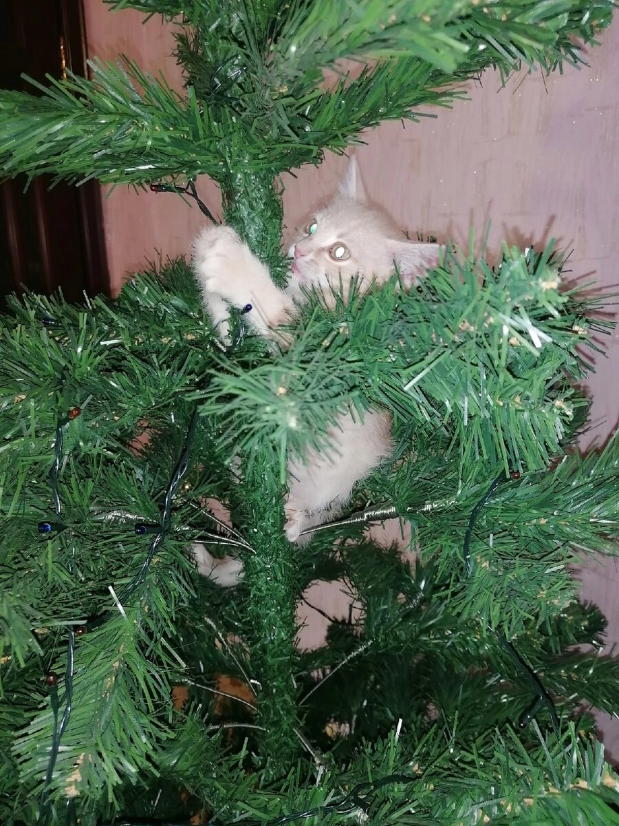 Матю покоряет первое в своей жизни дерево.