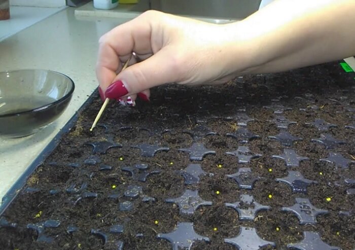 Посев петунии