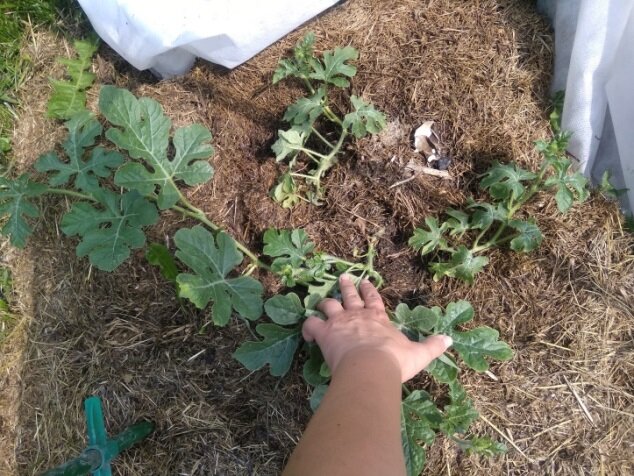 Привитое и корнесобственные растения